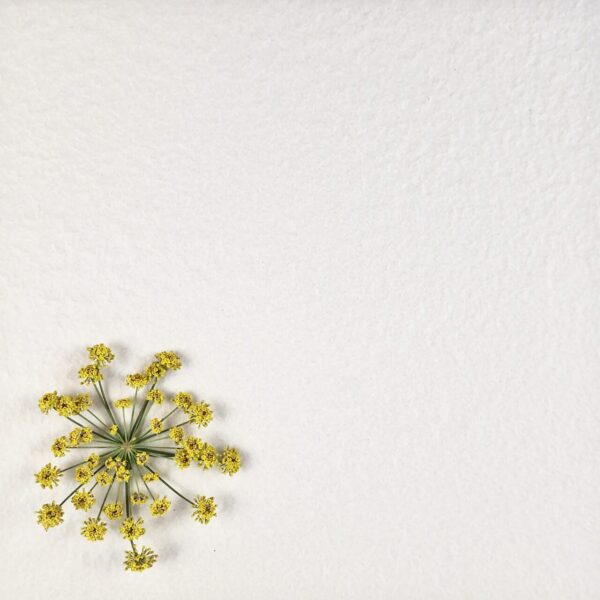 G-SERIES WHITE SHADED BUSHHAMMER