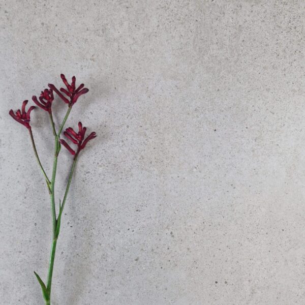 NOVASTONE GREY LAPPATO